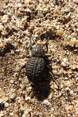 Scotobius pilularius