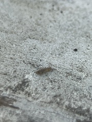 Entomobryidae