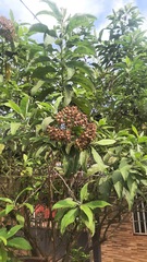 Cordia alliodora