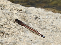 Oxyagrion rubidum