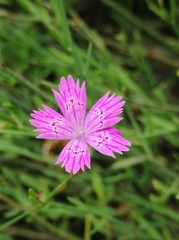 Dianthus strictus