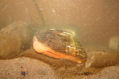 Alasmidonta marginata