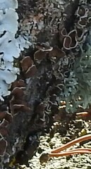 Parmelina carporrhizans
