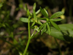 Floerkea proserpinacoides