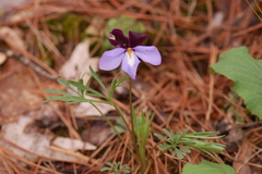 Viola pedata