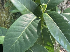 Ficus aurea