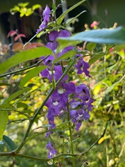 Stachytarpheta jamaicensis