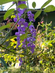 Stachytarpheta jamaicensis