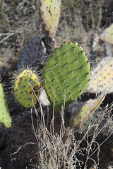 Opuntia littoralis