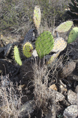 Opuntia littoralis