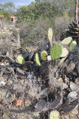 Opuntia littoralis