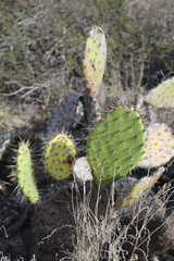 Opuntia littoralis
