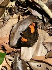 Adelpha mesentina