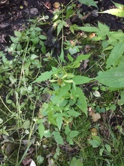 Bidens discoidea