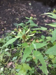Bidens discoidea