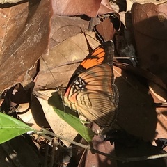 Adelpha mesentina