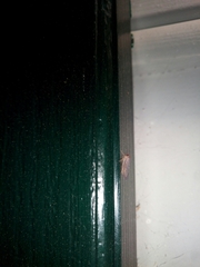 Chlorotettix necopinus