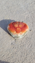 Gecarcinus lateralis