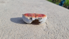 Gecarcinus lateralis