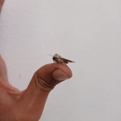 Mythimna languida