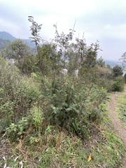 Calliandra houstoniana
