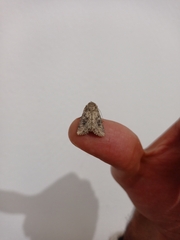 Mythimna languida