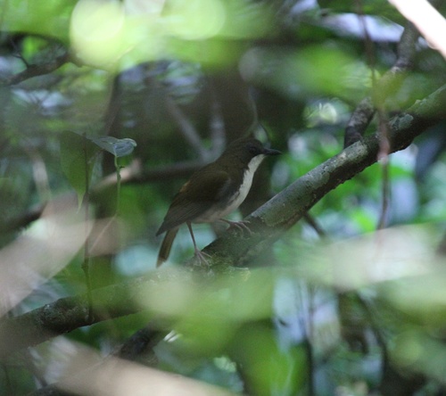 White-chested Alethe (Chamaetylas fuelleborni), photo 2