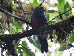 Trogon comptus