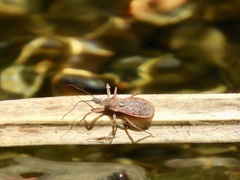 Cosmoclopius pallidus