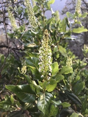 Escallonia pulverulenta