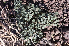 Physalis crassifolia