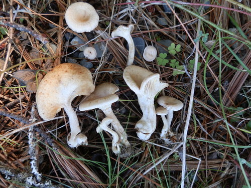 Ivory Funnel (Sweating Mushroom)