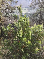 Escallonia pulverulenta