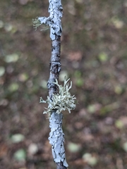 Ramalina americana
