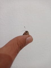 Mythimna languida
