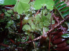 Pellia neesiana