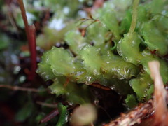 Pellia neesiana
