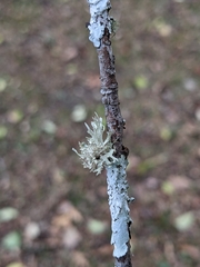Ramalina americana