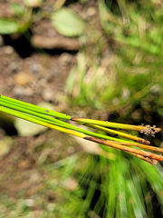 Juncus exiguus