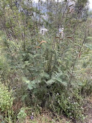 Calliandra houstoniana