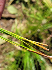 Juncus exiguus