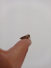 Mythimna languida