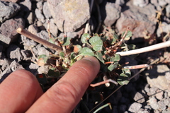 Eriogonum trichopes