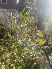 Scrophularia marilandica