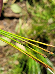 Juncus exiguus