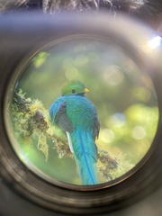 Pharomachrus mocinno