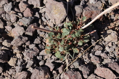 Eriogonum trichopes