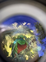 Pharomachrus mocinno