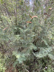 Calliandra houstoniana
