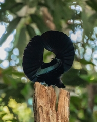 Ptiloris victoriae